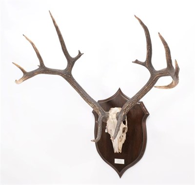 Lot 106 - Antlers/Horns: Swamp Deer (Cervus duvauceli), circa early 20th century, Northern India, South...