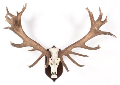 Lot 107 - Antlers/Horns: European Red Deer (Cervus elaphus hippelaphus), 20th century, Tighearna n...