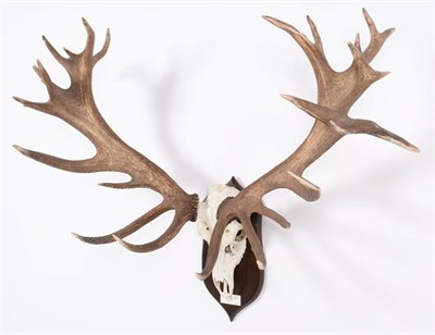 Lot 107 - Antlers/Horns: European Red Deer (Cervus elaphus hippelaphus), 20th century, Tighearna n...