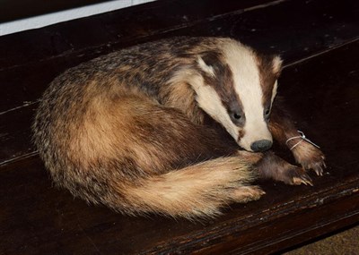 Lot 362 - Taxidermy: European Badger (Meles meles), circa late 20th century, a young full mount adult in...