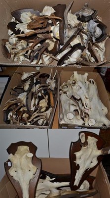 Lot 442 - Antlers/Horns: European Roebuck & Red Deer Skulls, circa late 20th century, forty seven sets of...