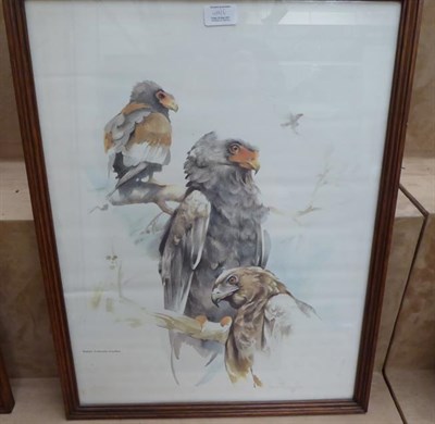 Lot 1077 - A set of six oak framed prints depicting birds of prey (6)