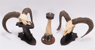 Lot 1266 - Skulls/Horns: European Mouflon (Ovis aries musimon), circa late 20th century, two pairs of...