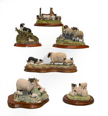 Lot 343 - Border Fine Arts Classic and Studio sheep models including; 'Bolted' model No.A1017, 'Found...