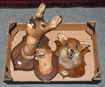 Lot 415 - Taxidermy: Fox mask on shield, Roe Deer neck mount on shield, European Otter mask, circa 1920,...