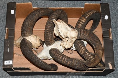 Lot 416 - Antlers/Horns: European Mouflon (Ovis Aries Musimon), four sets of adult ram horns on upper...