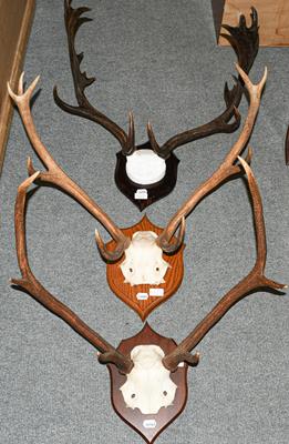 Lot 418 - Antlers/Horns: Fallow Deer and Red Deer, adult Fallow buck antlers on faux skull cap, on...