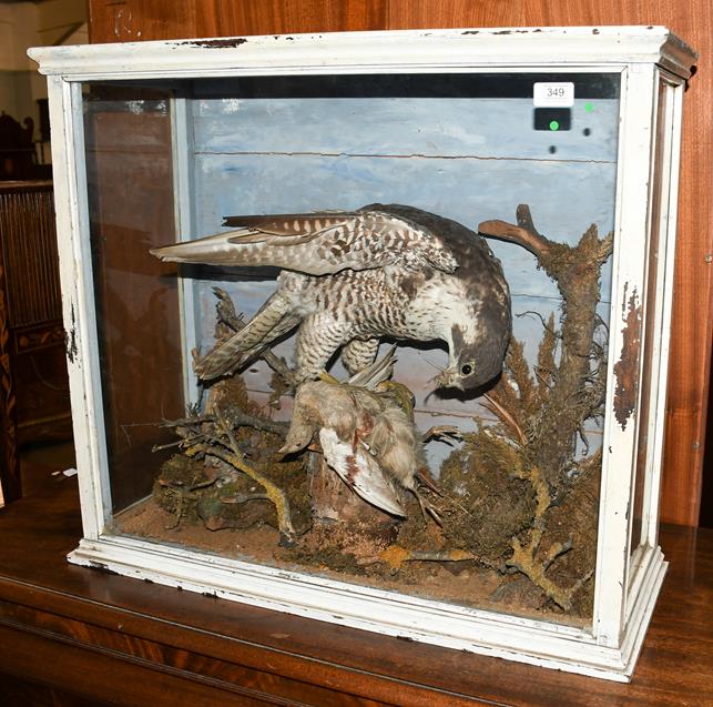 Lot 349 - Taxidermy: A Victorian Cased Peregrine Falcon (Falco peregrinus), circa 1887, by G. Vessey, Ramsey
