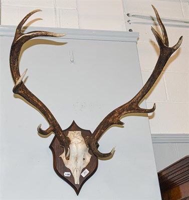 Lot 362 - Antlers/Horns: European Red Deer (cervus elaphus) adult stag antlers on frontlet, eleven points...