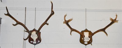 Lot 377 - Antlers/Horns: A Pair of Scottish Red Deer antlers (Cervus elaphus), dated 1985 & 2004, a set...