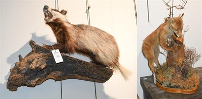 Lot 395 - Taxidermy: European Badger & Red Fox Cub, circa late 20th century, a full mount juvenile...