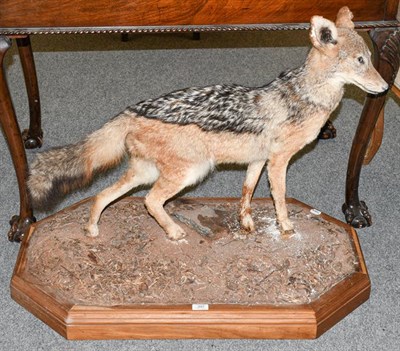 Lot 397 - Taxidermy: Black-Backed Jackal (Canis mesomelas), modern, South Africa, a full mount adult in...