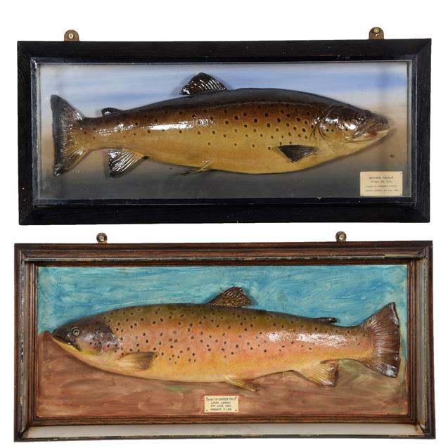Lot 3 - Taxidermy: A Cased Brown Trout (Salmo trutta), dated 09th July 1948, in the manner of P.D. Malloch