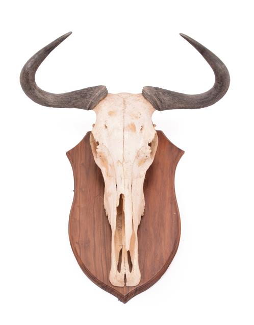 Lot 4 - Horns/Hides: A Small Collection of African Hides and Skull, modern, comprising -  adult Blue...