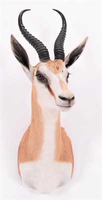 Lot 5 - Taxidermy: South African Springbok (Antidorcas marsupialis), modern, high quality shoulder...