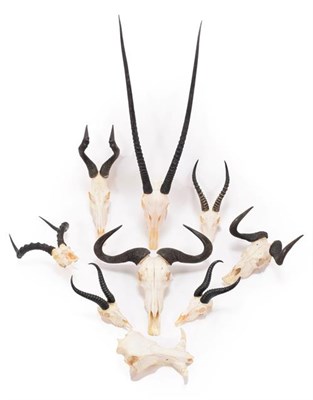 Lot 7 - Horns/Skulls: A Selection of African Game Trophy Skulls, a varied selection of African hunting...