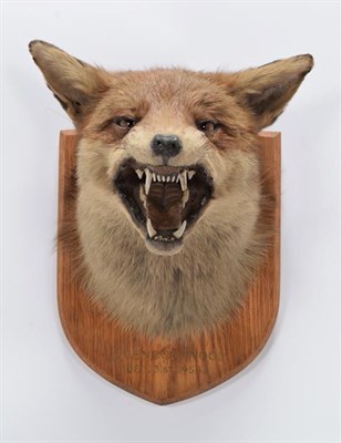 Lot 8 - Taxidermy: European Red Fox Mask (Vulpes vulpes), dated December 31st 1958, Quendon Wood, by Army &