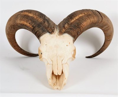 Lot 9 - Antlers/Horns: Barbary Sheep (Ammotragus lervia lervia), circa 1970, large adult male horns on...