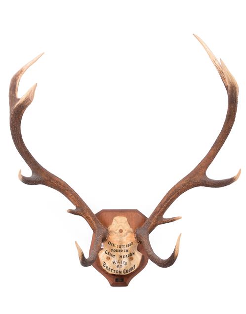 Lot 10 - Antlers/Horns: European Red Deer (Cervus elaphus) dated Oct 15th 1932, Devon & Somerset hounds....