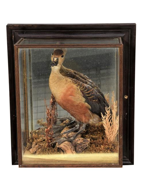 Lot 12 - Taxidermy: A Cased Australian Whistling Duck and Widgeon, circa late 20th century, a full mount...