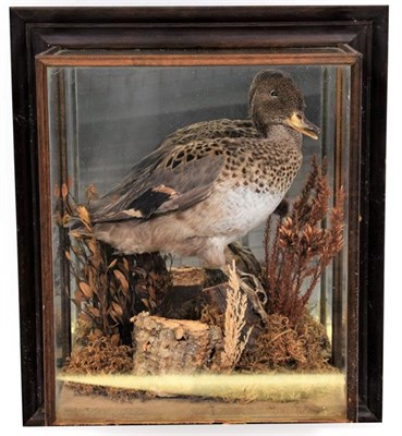 Lot 12 - Taxidermy: A Cased Australian Whistling Duck and Widgeon, circa late 20th century, a full mount...