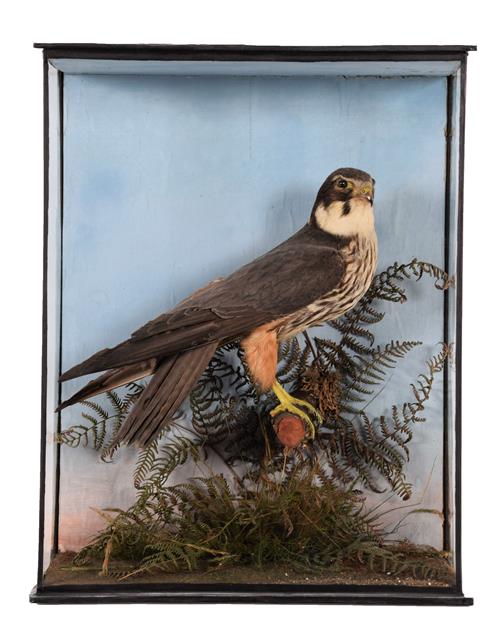 Lot 13 - Taxidermy: A Late Victorian Cased Northern Hobby ( Falco subbuteo), dated 1905, a full mount...