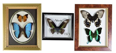 Lot 14 - Entomology: Three Framed Tropical Butterflies, circa late 20th century, a small collection of 5...