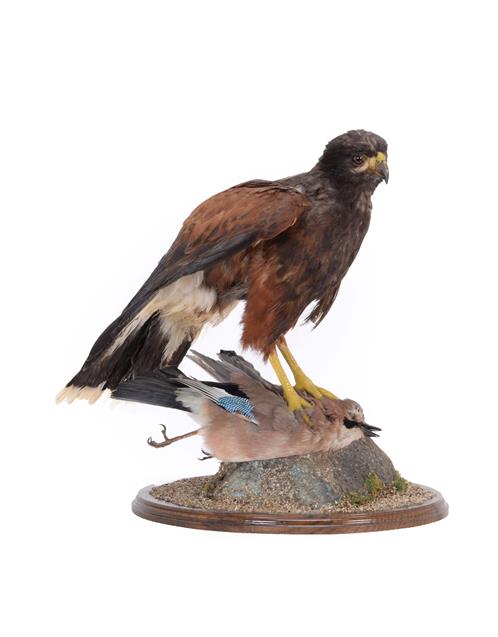 Lot 17 - Taxidermy: Harris's Hawk (Parabuteo unicinctus), circa early 21st century, captive bred, by...
