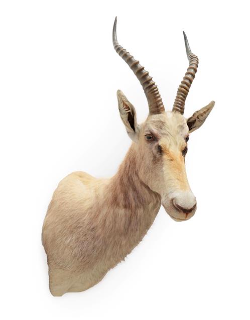 Lot 19 - Taxidermy: White Blesbok (Damaliscus pygargus phillipsi), modern, South Africa, a high quality...