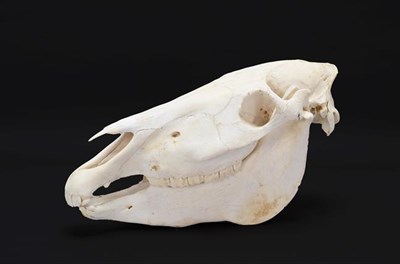 Lot 20 - Skulls/Anatomy: Burchell's Zebra Skull (Equus quagga), modern, complete bleached skull, 52cm by...