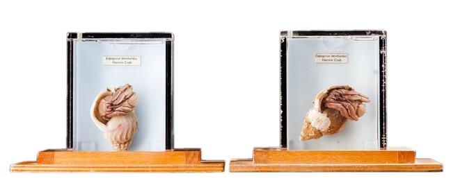 Lot 21 - Natural History: A Pair of Hermit Crab Wet Specimens (Eupagurus bernhardus), modern, each contained