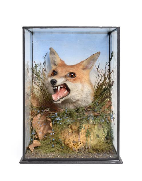Lot 22 - Taxidermy: A Victorian Cased Red Fox Head Mount (Vulpes vulpes), by James Gardner, 29, Late...