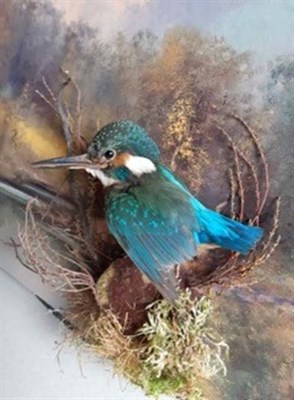 Lot 24 - Taxidermy: A Wall Domed European Kingfisher (Alcedo athis), circa late 20th century, a superb...