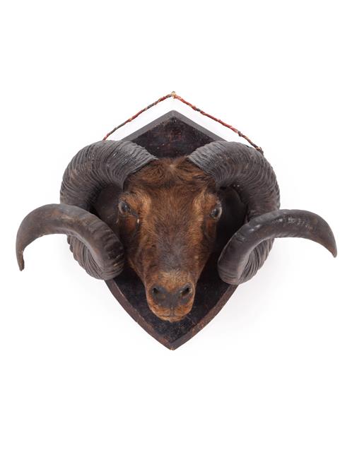 Lot 25 - Taxidermy: A Group of Late Victorian Trophy Heads and Antlers, comprising a Rams head on shield...