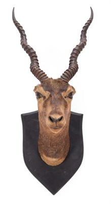 Lot 25 - Taxidermy: A Group of Late Victorian Trophy Heads and Antlers, comprising a Rams head on shield...