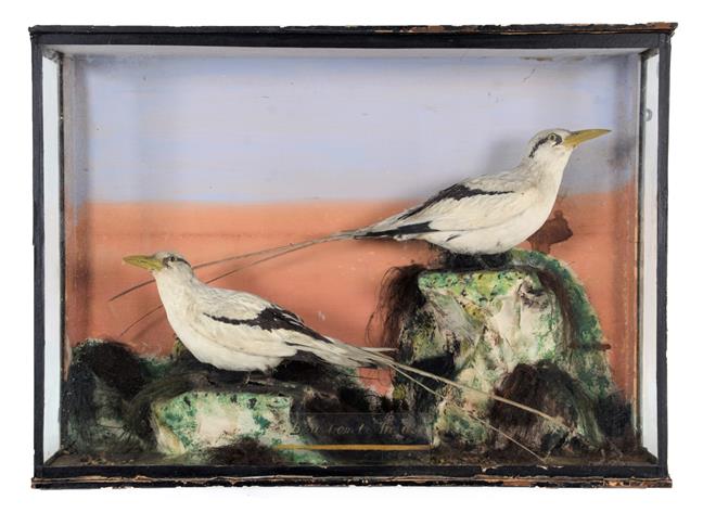 Lot 26 - Taxidermy: A Late Victorian Cased Pair of White-Tailed Tropicbirds (Phaethon lepturus), a pair...