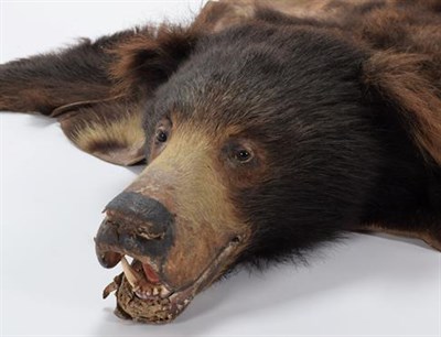 Lot 28 - Taxidermy: Sloth Bear (Melursus ursinus), circa 1920-1930, by Van Ingen & Van Ingen, Mysore, India