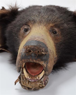 Lot 28 - Taxidermy: Sloth Bear (Melursus ursinus), circa 1920-1930, by Van Ingen & Van Ingen, Mysore, India