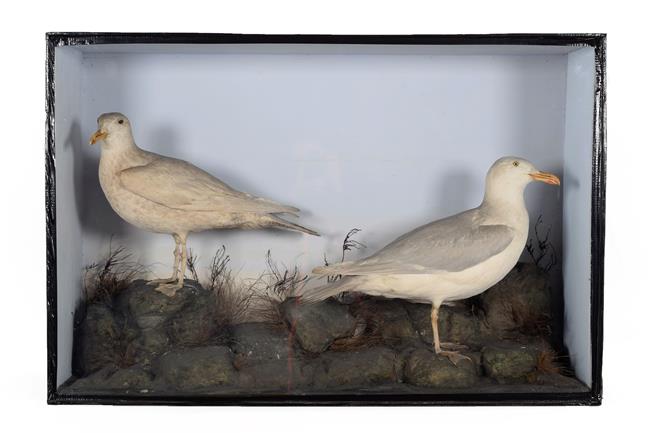 Lot 32 - Taxidermy: A Large Cased Pair of Glaucous Gulls (Larus hyperboreus), dated 22nd February 1895,...
