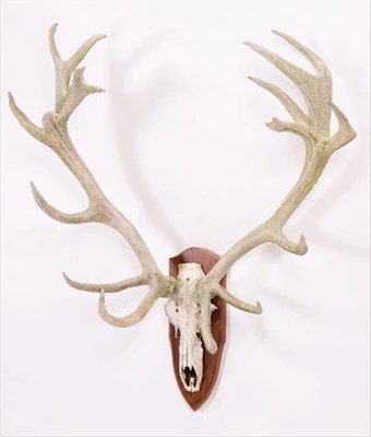 Lot 33 - Antlers/Horns: European Red Deer (Cervus elaphus), circa mid-late 20th century, a large set of...