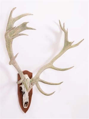 Lot 33 - Antlers/Horns: European Red Deer (Cervus elaphus), circa mid-late 20th century, a large set of...