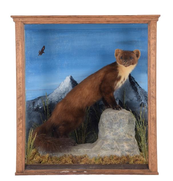 Lot 35 - Taxidermy: A Cased Pine Marten & Late Victorian Cased Otter, a full mount adult Pine Marten...