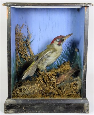 Lot 37 - Taxidermy: A Green European Woodpecker & Yellow Canary, circa 1900, a full mount Yellow Canary...