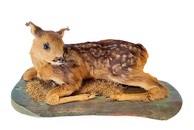 Lot 39 - Taxidermy: A Fallow Deer Fawn (Dama dama), circa late 20th century, a full mount fawn in...