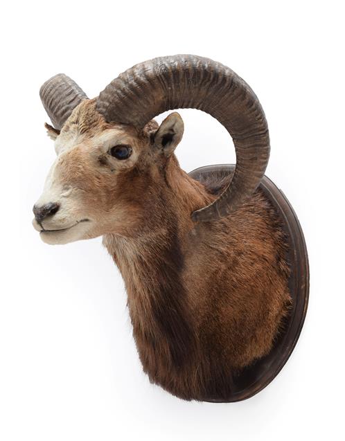 Lot 43 - Taxidermy: European Mouflon (Ovis aries musimon), circa late 20th century, adult ram shoulder mount