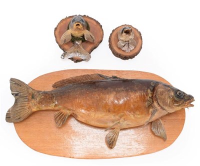 Lot 45 - Taxidermy: A Large Preserved Common Carp (Cyprinus carpio), circa late 20th century, a...