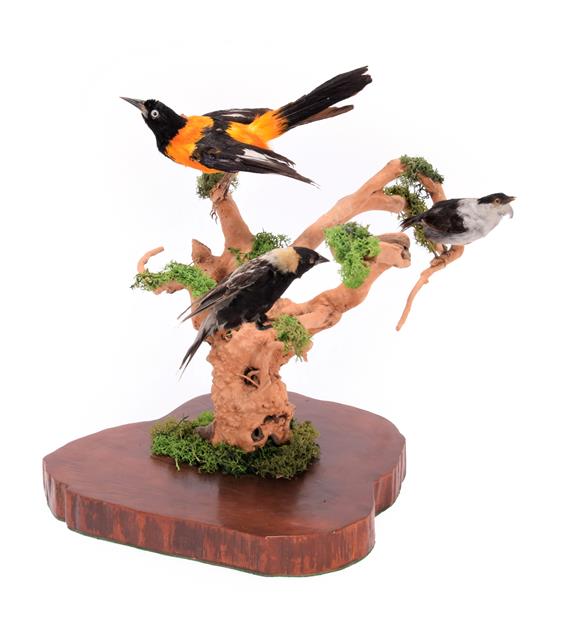 Lot 46 - Taxidermy: A Group of Late Victorian North and South American Birds, comprising a White-Bearded...
