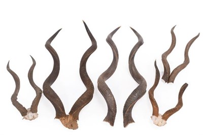 Lot 47 - Antlers/Horns: A Collection of African Game Trophy Horns, circa early-mid 20th century,...