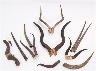 Lot 47 - Antlers/Horns: A Collection of African Game Trophy Horns, circa early-mid 20th century,...