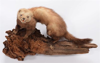 Lot 48 - Taxidermy: A Collection of Countryside Animals, circa late 20th century, comprising - European...